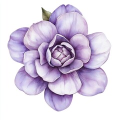 Obraz premium A stunning close-up of a vibrant purple flower showcasing intricate petals and a soft, delicate beauty. white background