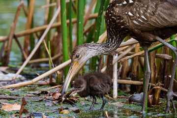 Limpkin juveniles with their parent 