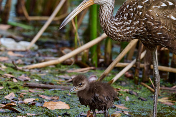 Limpkin juveniles with parents 
