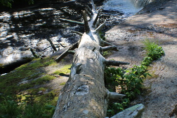 tree in the forest