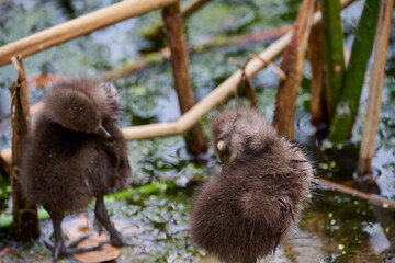 Obraz premium Limpkin juveniles with parents 
