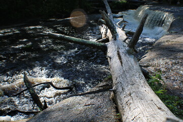 stump in river
