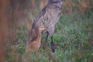 Sand hill crane with colt 