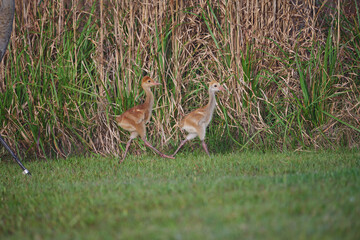 Sand hill crane with colt 
