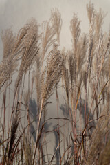 Fototapeta premium A serene view of Chinese Miscanthus in the late afternoon light, where the fine, silvery plumes shimmer under the sun's rays.