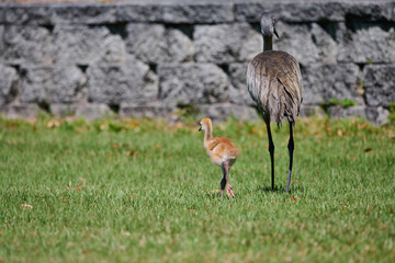 Sand hill crane with colt 