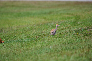 Sand hill crane with colt 