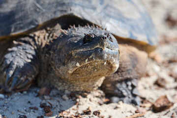 Snapping turtle closeup