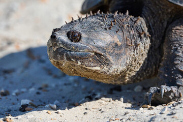 Snapping turtle closeup