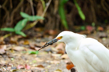 snowy egret hunting for food 