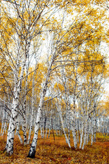 Birch trees in late autumn