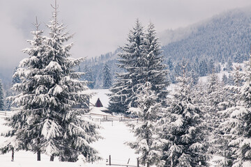 Obraz premium winter in the mountains - small Romanian village in the Carpathians covered with snow