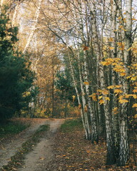 Jesienna droga © Mateusz