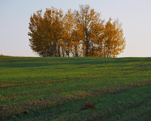 Fototapeta premium Jesienna grupa drzew