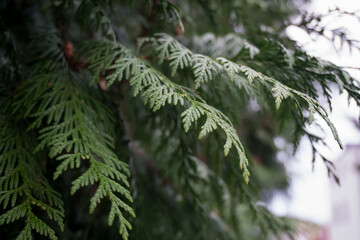 Textured greenery of Thuja plicata 'Can-Can': A detailed perspective of the shrub's lush foliage, with its overlapping, scale-like leaves forming dense sprays.