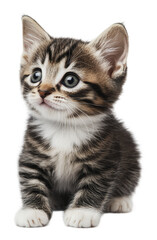 Obraz premium PNG Adorable blue-eyed kitten sitting cutely