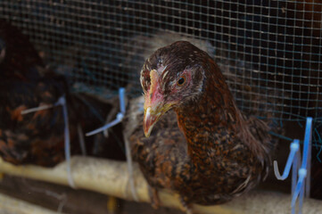 a free-range chicken raised in a chicken coop with black feathers with a little red color along the neck © Alkhairyshop