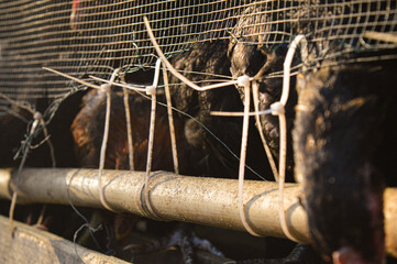 a free-range chicken raised in a chicken coop with black feathers with a little red color along the neck © Alkhairyshop