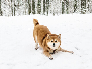 Funny friendly brown Shiba Inu dog in the winter forest