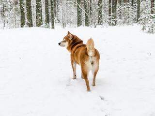 Funny friendly brown Shiba Inu dog in the winter forest