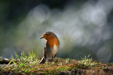 Robin Bird (Erithacus rubecula) resting on the ground with a blurred bokeh background. Cose-up detail photo