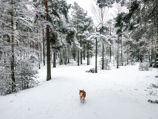 Funny friendly brown Shiba Inu dog in the winter forest