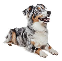 PNG Merle Aussie Shepherd lounging inside