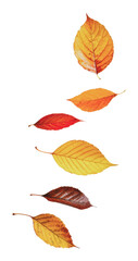 Obraz premium PNG Vertical arrangement of autumn leaves