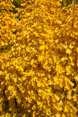 Bight yellow leaves of a Ginko tree on a sunny fall day, as a nature background
