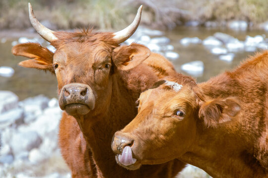 Two cows with horns close together by rocky riverbank, candid moment