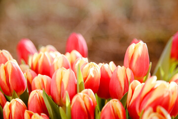 Close-up shot of blooming red tulips arrangement in spring garden perfect for greeting card