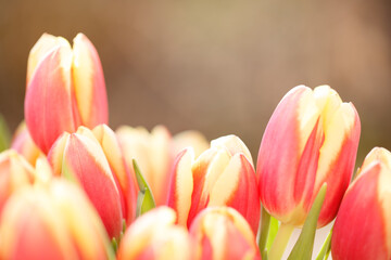 Close-up of red tulip in full bloom showcasing nature's beauty in spring season