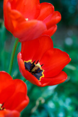 Close-up of a red tulip bloom in nature capturing spring's flourish in April vertical format