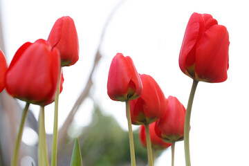 Close-up of vibrant red tulip in garden showcasing flora's beauty in springtime