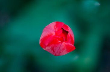 Close-up macro of vibrant red tulip flourishes in natural garden displaying springtime bloom