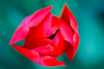 Close-up of red tulip bloom in spring garden vibrant natural backdrop April daylight