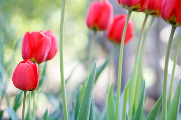 Vibrant red tulip bloom in April's spring garden symbolizing Mother's Day celebration