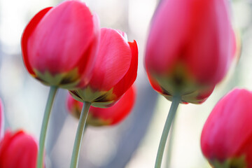 April's blooming tulips: vivid Mother's Day celebration in spring garden outdoor shot