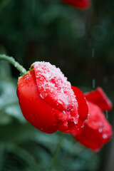 Close-up of red tulip (Tulipa liliaceae) blooming in April's snow outdoor garden