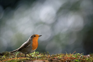 Robin Bird (Erithacus rubecula) resting on the ground with a blurred bokeh background. Cose-up detail photo