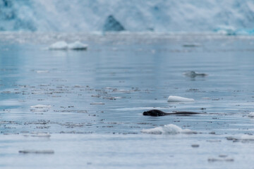 Telephoto of a hunting leopard seal - Hydrurga leptonyx, near Danco Island, on the Antarctic...