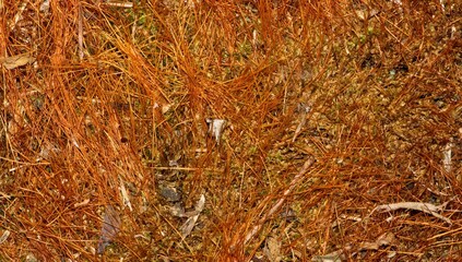 Dead grass pine needles leaf litter ground cover abstract nature background.