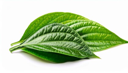 Obraz premium piper betel vine leaves