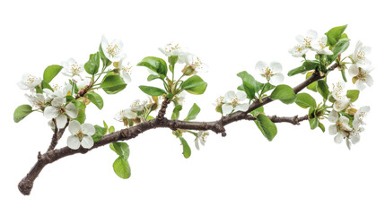 Blooming tree branch transparent background