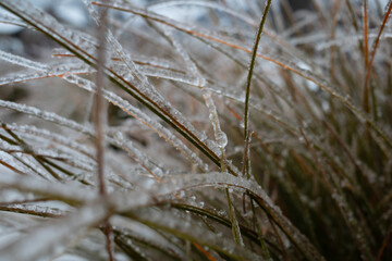 Grass encased in ice