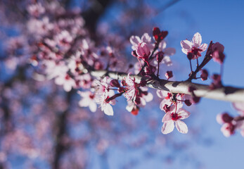 pink cherry blossom