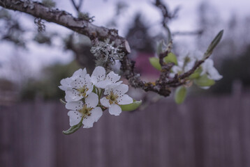 blooming tree