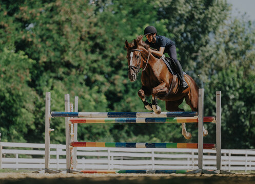 A skilled equestrian rider guides her brown horse over a colorful jump in an outdoor arena, showcasing focus and athleticism. Trees provide a lush background, enhancing the dynamic equestrian scene.