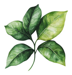 PNG Cluster of green leaves on white