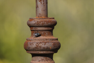 Close up of a fly insect sitting on old rusty metal pole of a fence